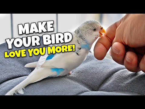 10 Must-Haves to Make Your Bird Love you MORE!