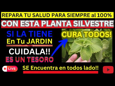 Conozca La PLANTA Más MEDICINAL SOBRE LA TIERRA - Se Llama Orégano, Debería Tenerla?