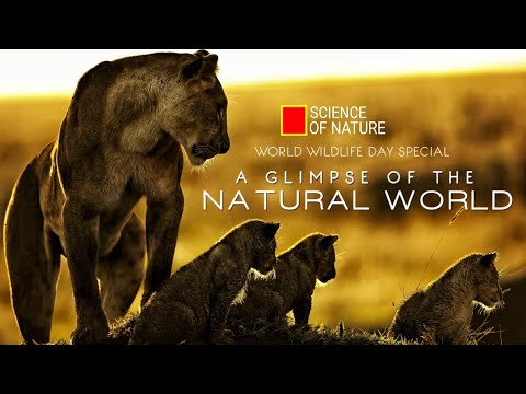 A Glimpse of the Natural World - World Wildlife Day Special