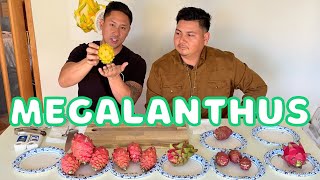 Tasting Dragon Fruit Hybrids During The Winter Season