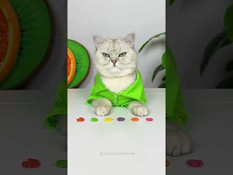 How to Make Skittles Hamburger 😳🍔😹 #shorts #cats