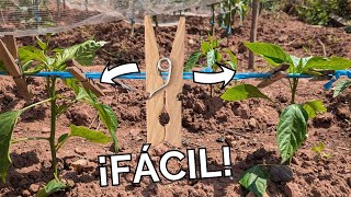 FIJAOS, CON PINZAS DE LA ROPA ENTUTORÉ LA HUERTA | Técnica exitosa