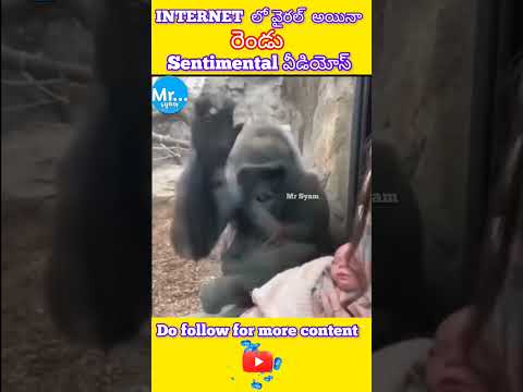 internet లో వైరల్ ayina రెండు సెంటిమెంటల్ videos || internetfacts ||#shorts #ytshorts #facts#mrsyam