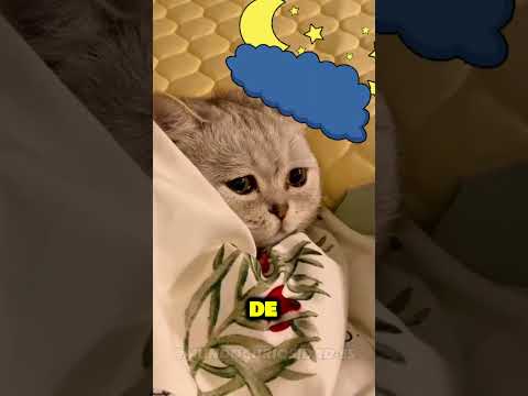 JOSELITO un Gatito Celoso 🙄 #shorts