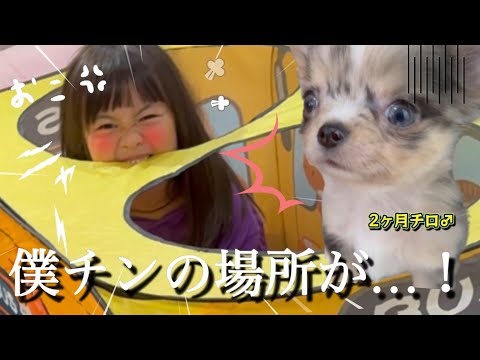 【子犬お迎え】ちっちとチロばかりズルい（怒）家の中用ドッグランを新しく購入したら…子犬より妹が遊んで出て来ない…‼︎【4日目】