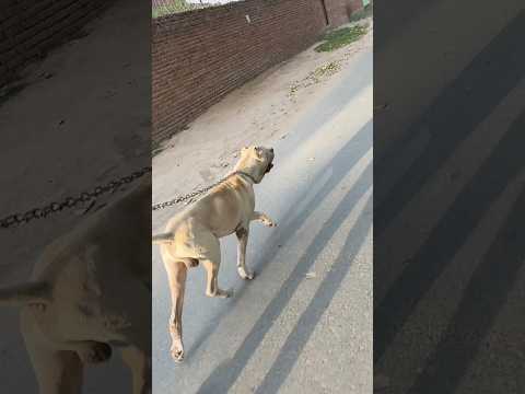 Bully Dog Ny Street Dog Hamla Bol Dia 😱 #samadpetsvlog #doglover #youtubeshorts #bullydog #petsvlog