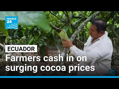 YouTube video thumbnail: Ecuador Farmers Cash in on Surging Cocoa Prices
