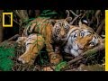 Tiger Conservation and Photography