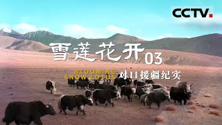 《雪莲花开——对口援疆纪实》03 新中国成立后 新疆工业迅猛发展 经济腾飞36倍！【CCTV纪录】