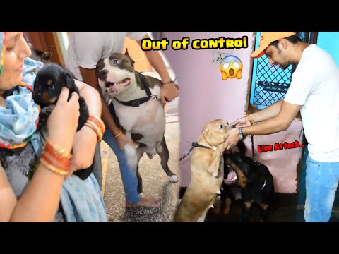 Mafia Rottweiler wale Puppy Ko Dekhkar out off control Ho Gaya 🤯 | Rottweiler bites Pitbull dog 😨