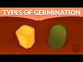 Seed Germination and Plant Respiration