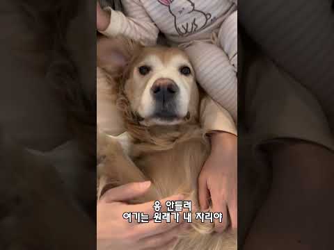 매일 자리싸움하는 딸과 개딸