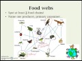 Energy Transfer and Photosynthesis Concepts