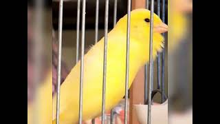 تغريد غريب لطائر الكناري أصفر Étrange gazouillis d'un canari jaune Extraño canto de un canario amar