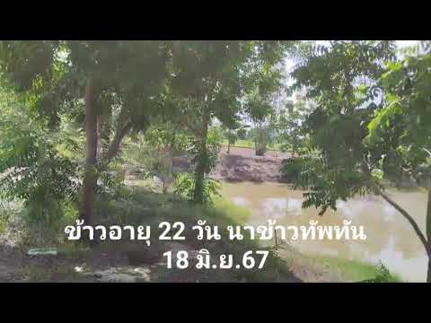 นาข้าวทัพทัร18667