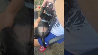 Black Lab Tickles #puppy #labradorretriever