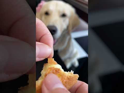 식탐이 많아 슬픈 리트리버