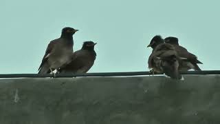 Common Myna Sounds and Their Secret Language