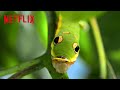 Animal Mimicry and Adaptation