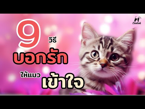 9วิธีบอกรักน้องแมวในภาษาเหมียวๆecobok