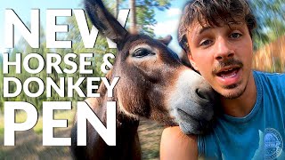 We Surprised Our Donkeys and Horses With This...