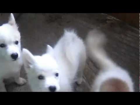 Japanese Spitz Puppy For Sale 09 21