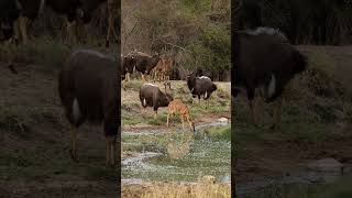 Watch Nyala Herd Interact at a Dam!