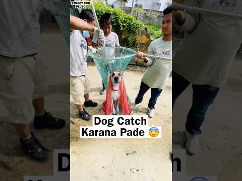 Dogs Catch Karane Pade 😱