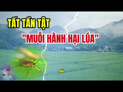 Tất tần tật về Muỗi hành (Sâu năng)