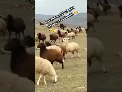 #keşfet #çobanköpeği #kangal #kangaldog #beniöneçıkart