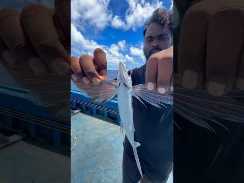 Let’s release the live Flying fish into the Sea #shorts #flyingfish #indianoceanfisherman