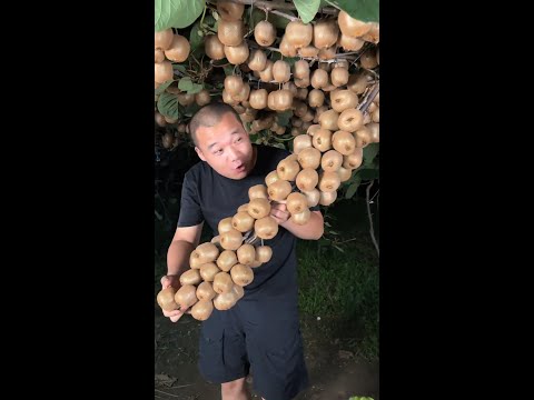 Kiwifruit harvest