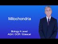 Mitochondria and Cellular Respiration Concepts