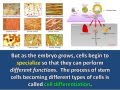 Stem Cell Functions and Differentiation
