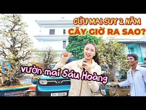 Thăm cây cứu mai suy triệu người xem vườn mai Sáu Hoàng rạng rỡ mừng nhà mới dù mai năm nay nở chậm