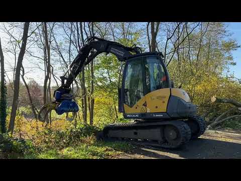 Acacia dunning Heusden België. - Video 2