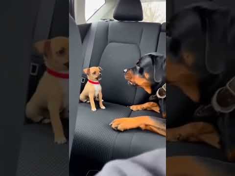 This dog acts so well, He deserves an Oscar π #shorts #dog