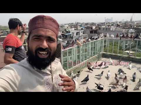 Hmare new kabutar k taave 🤓 sabhi bahiyo ko bakra eid mubarak Delhi pigeon lover new video
