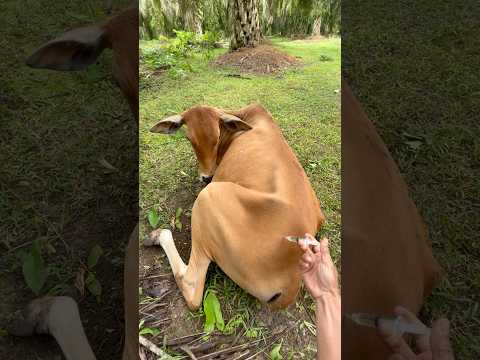 Anti nyeri sapi tertimpa buah kelapa sawit. #cow #animals #shorts