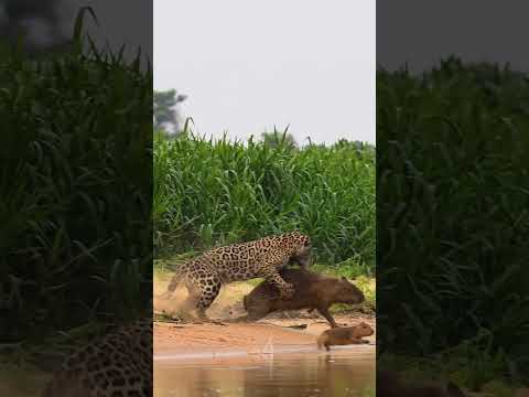 Epic sighting of jaguar killing a capybara today #shorts #jaguar #bigcat #wildlife