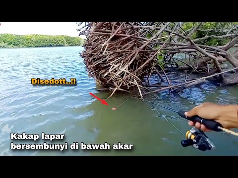 Anjayy..!! Dikira ikan buntal yang makan umpan ternyata Barramundi || Mancing Kakap putih