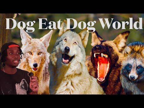 The Candid Affairs of the Canine Family