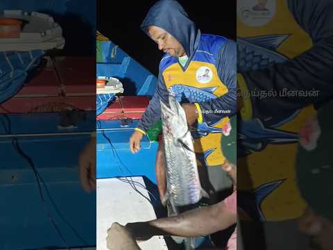 😱🎣🎣catching Big size king fish in mid Night in the Sea #neithalmeenavan #fishspecies #fishermen