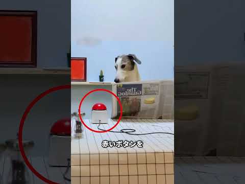 この家は怠け者のためのものです