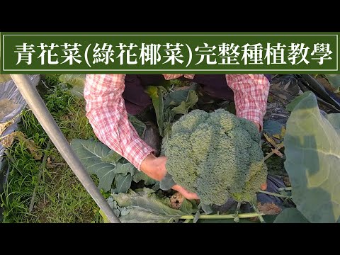 青花菜完整種植教學 | 阿星種植 - YouTube(3:02)