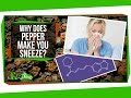 Understanding Pepper and Its Effects