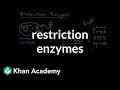 Exploring Restriction Enzymes in Biology