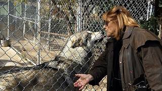 YouTube video thumbnail: Meet the Wolves Brought by Apartheid-Era South Africa to Brutalize Natives
