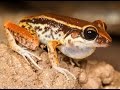 Amphibian Characteristics and Adaptations