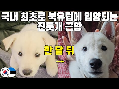 북유럽 최초의 진돗개는 지금 어떻게 지내고 있을까?!